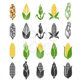 Black and color corn harvest icons isolated on white background. Vector maize silhouette, harvest plant nature illustration
