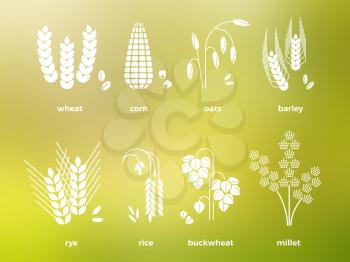White cereal grains icons of set. Rice and wheat, corn, oats, rye, barley. Vector illustration