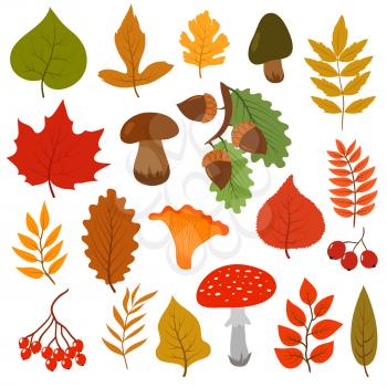 Yellow autumn leaves, mushrooms and berries. Fall forest elements vector cartoon collection isolated on white background. Autumn leaf and foliage, ashberry colored illustration