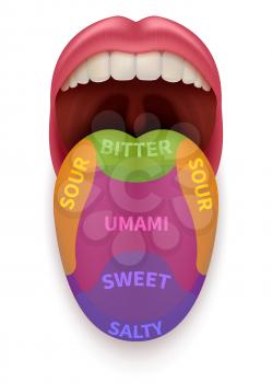 Realistic tongue with basic taste areas. Tasting map in human mouth sweet, salty, sour, bitter and umami vector illustration isolated. Schematic anatomical sense mouth, taste zone chart