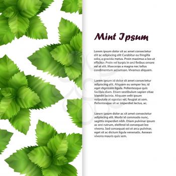 Realistic fresh mint leaves flyer or banner template. Vector illustration