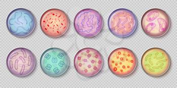 Bacteriology gram negative bacteria culture and penicillin moss in petri dish glassware, top view. Vector set of bacterium, microbiology microbe, germ cell, micro bacterial infection illustration