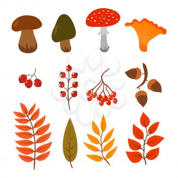 Autumn leaves, mushrooms and berries isolated on white background. Illustration of fall forest cartoon style elements. Leaf seasonal, nature berry, autumnal botanical
