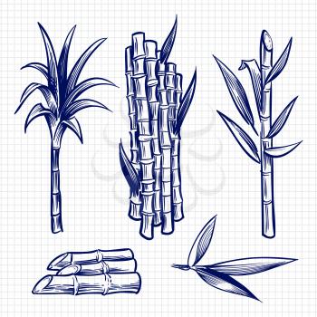 Hand drawn sugar cane set vector illustration. Cane plant, sugar ingredient stem, sugarcane harvest stalk