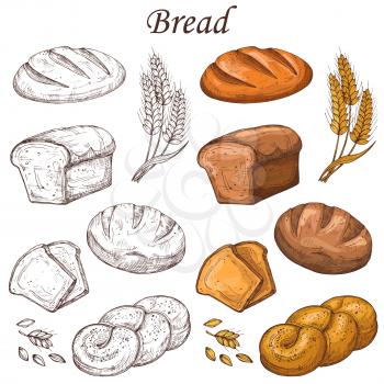 Line and colored bakery vector elements. Loaf of breads isolated on white background. Bread loaf for breakfast, fresh snack bake illustration