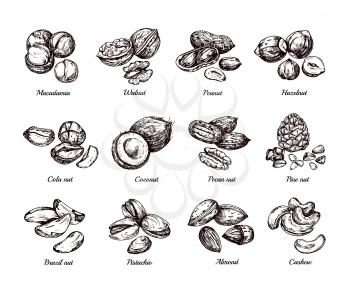 Hand drawn nuts and seeds. Doodle sketch peanut, hazelnut and cashew isolated vector set. Illustration of walnut vegetarian, almond healthy and pistachio