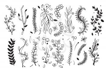 Hand drawn tree wood branches, boughs with leaves and spikes vector doodle floral design. Elements of floral branch, illustration of floral nature decoration