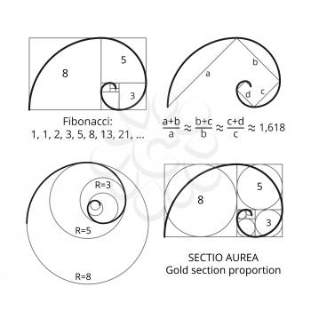Golden fibonacci ratio spirals. Gold section proportion vector visualization. Spiral proportion golden section illustration