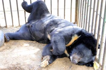 The black bear has a rest, lying in a cage