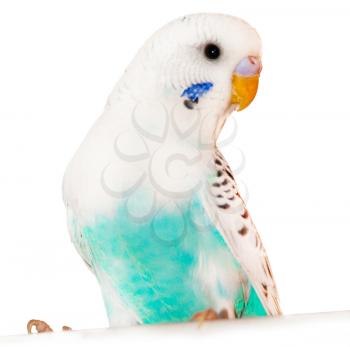 Grey-blue wavy parrot, poultry