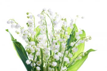 White flowers lilies of the valley isolated on white background