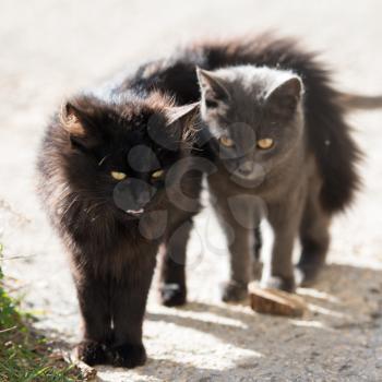 Two cats black and gray looking at camera