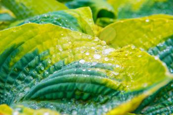 Green leaves (hosta) with water drops for background