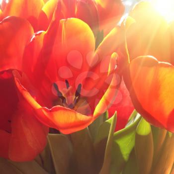 Bouquet of red tulips with bright sun