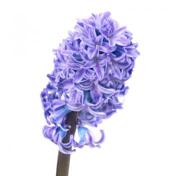 Three beautiful blue flowers hyacinthes isolated on white