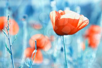 Field of poppies- red flowers on the blue grass background. Soft focus