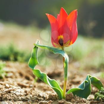 Beautiful red wild tulip in the desert with green grass