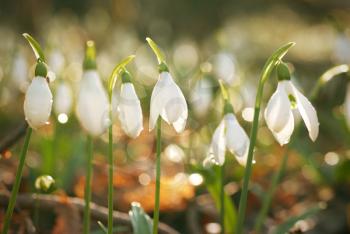 Snowdrop- spring white flower with soft background