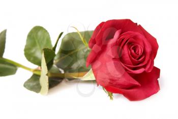 Beautiful red rose isolated on white background