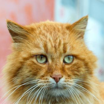 Red cat with green eyes looking at camera