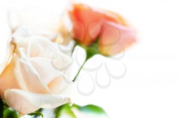 Bouquet of red and white beautiful roses with water drops isolated on white.