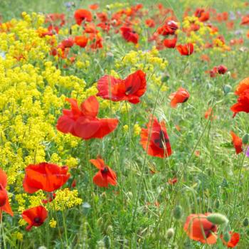Field of poppies with green grass and yellow flowers