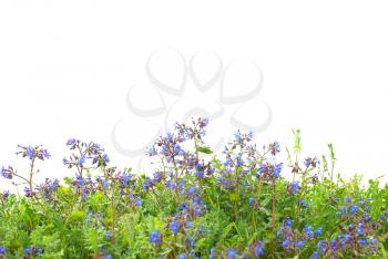 Pattern of blue flowers and grass isolated on white