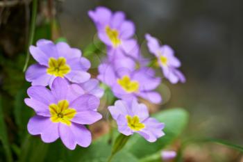 Spring pink flowers (Primula vulgaris) in the forest