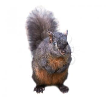 Pretty black squirrel isolated on white background
