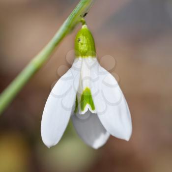 Spring snowdrop flower with snow in the forest