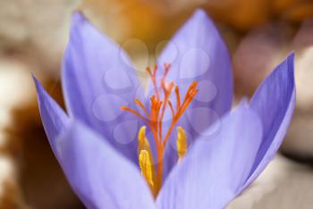 Blue flower crocus ligusticus (saffron) in the forest 