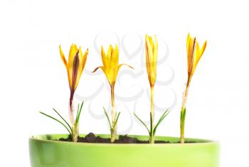 Yellow flowers saffron (crocus sativus) with green leaves in the flowerpot isolated on white