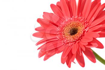 Red flower gerbera isolated on white background 
