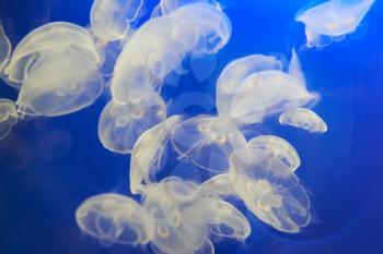 White jellyfish (Aurelia aurita or Moon jelly) in blue ocean water