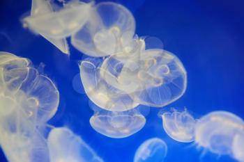 White jellyfish (Aurelia aurita or Moon jelly) in blue ocean water