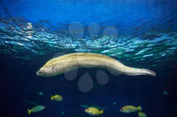 Moray Muraena fish (Gymnothorax favagineus) hunting underwater. Blue water background. 