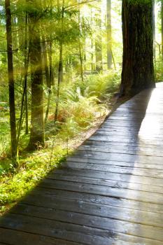Wooden path through green forest at sunrise with fog and warm light