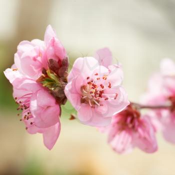 Almond pink flowers on the tree. Macro shot