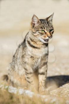 Gray striped cat with yellow eyes sitting on green grass