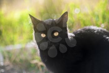 Black cat with yellow eyes sitting on green grass