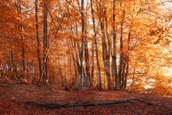 Autumn forest. Trees with red and yellow leaves