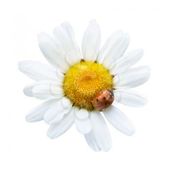 White daisy with ladybug isolated on white background