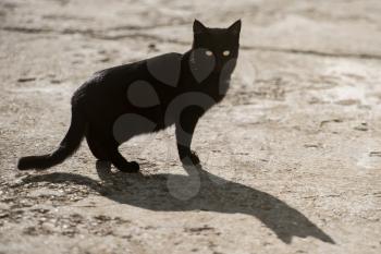 Black cat with yellow eyes and big shadow