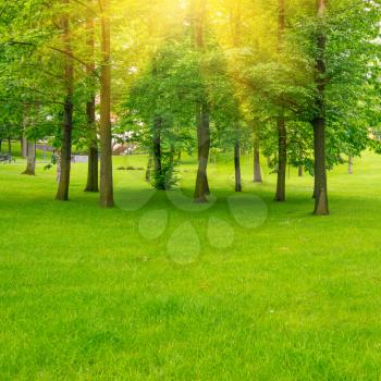 Green lawn with trees in park under sunny beams light. Environment landscape