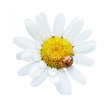 Beautiful flower daisy (chamomile) with red ladybug isolated on white background
