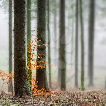 Mysterious fog in the green forest with pine trees. Orange leaves in a front.