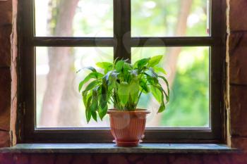 Green plant on the window