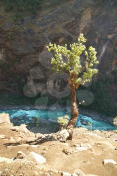 Sunny green tree above Marsyangdi river, Tibet.