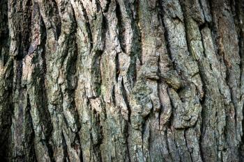 Brown oak bark can be used for background
