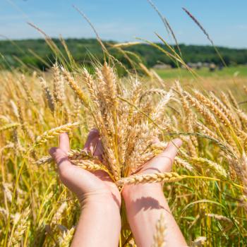 Wheat in the hands. Harvest time, agricultural background